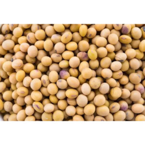 Soybean Seeds