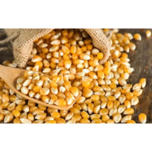 Corn Seeds