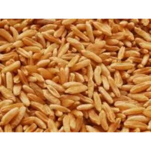 Wheat Grains